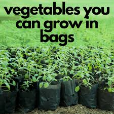 vegetables you can grow in bags