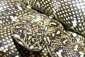 the carpet diamond python group