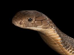 king cobra facts and photos