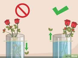 wikihow com images thumb 6 68 care for roses s