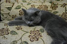 Kucing anggora jantan usia 10 bulan. Terjual Dijual Kucing Persia Anggora Abu2 Jantan 1 5 Tahun Lucu Kaskus