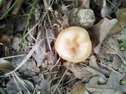 Id Oklahoma Mushroom Hunting And Identification