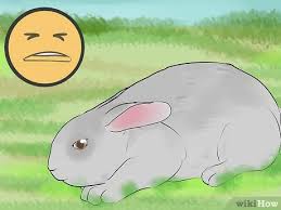 The simplest answer for, why is my dog shaking? is that they're cold. 3 Ways To Read Bunny Ear Signals Wikihow