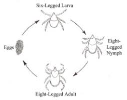 Ticks Tick Borne Diseases