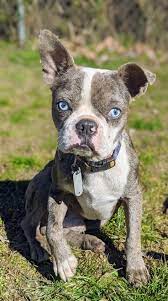 Maybe you would like to learn more about one of these? Carolina Colored Boston Terriers Home Facebook