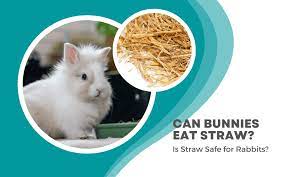 Can Rabbits Eat Straw What To Do If