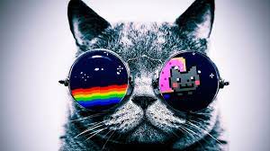 cool cat hd Desktop-Hintergrund ...