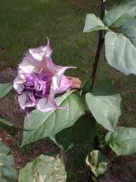 Since the trumpet plants can grow several meters tall, regular pruning of the plants is recommended. How To Grow Purple Double Bloom Angel Trumpet Seeds How To Plant A Plant A Flower A Tree Home Diy On Cut Out Keep