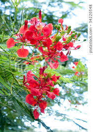 phoenix tree flower stock photo