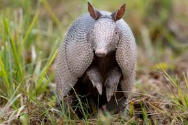 how to get rid of armadillos homeowner