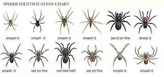 Funny Texas Spider Chart Spider Identification Spider