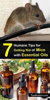essential oils for mice removal