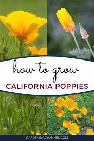 How and when to start seeds. How To Grow California Poppy Your Questions Answered Gardening Channel