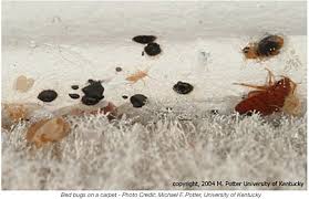 pictures of bed bug at bed bug supply