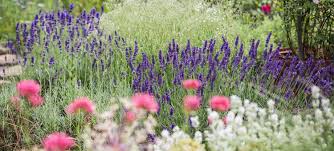 Die beliebte duftenden lavendelpflanze wird normalerweise zweimal im jahr zurück. Blumenportrait Lavendel Pflanzen Schneiden Pflegen