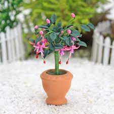 Fuchsia Plant In Terracotta Pot Fairy