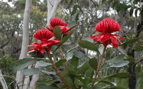 How To Grow And Care For Waratah