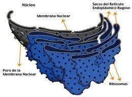 retículo endoplasmático ecured