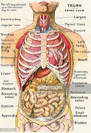 In this class you will learn how to simplify this process with basic forms and concepts. Vintage Anatomical Study Of The Human Torso Frontal View Showing The Picture Id566420699 407 594 Human Anatomy Picture Human Body Anatomy Body Anatomy