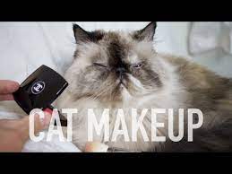 putting makeup on cat tutorial