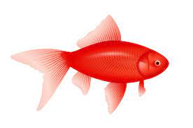 red fish png image transpa image