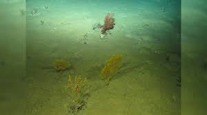 the deep seafloor is filled with entire
