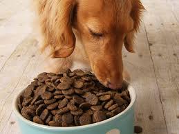 How Much Should You Feed Your Dog Petfinder
