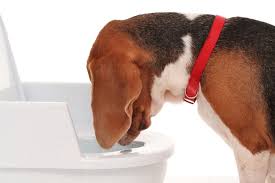what is acid reflux in dogs nhv