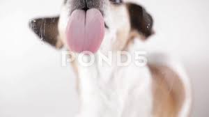 cute dog licking screen white stock