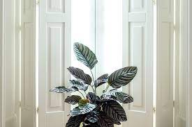 House Plants For Your Bedroom And Bathroom