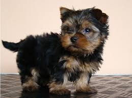 Teacup yorkies puppies for sale. Yorkies At 12 Weeks Affectionate Teacup Yorkie Puppies For Adoption 200 00 I Yorkie Puppy Yorkie Puppies For Adoption Teacup Yorkie Puppy