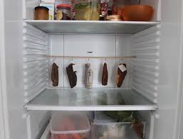 how to cure meat in a normal fridge