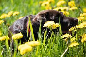 pesticides herbicides and pet safety