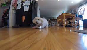 video dogs slipping and sliding on