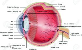 anatomy of the eye and common diseases