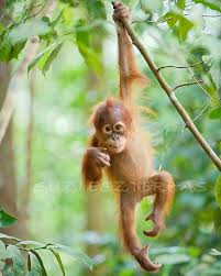We have over a hundred animal smileys so try visiting their respective pages for an even bigger list. Baby Animal Photography Cute Baby Orangutan Photo Print Etsy Animals Baby Orangutan Baby Animals