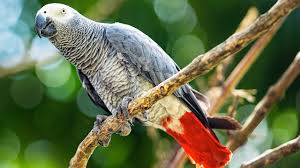 How To Care For An African Grey Parrot Pet Bird