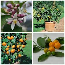 Citrus In Pots How To Grow And