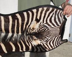authentic african zebra skin hide rug
