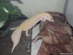 African Fat Tail Onlinegeckos Com Gecko Breeder