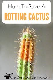 Czech police have issued an alert for information about two suspected russian spies who used. How To Save A Rotting Cactus Plant Get Busy Gardening