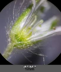 File:Cerastium tenoreanum sl8.jpg - Wikimedia Commons