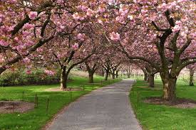 the brooklyn botanic garden cherry