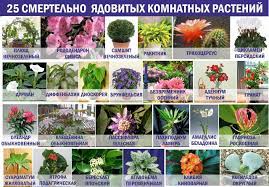 Ядовитые домашние растения фото и названия