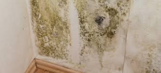 10 steps to remove mould and mildew