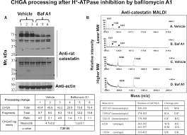 A Common Genetic Variant In The 3 Utr Of Vacuolar H Atpase