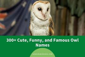 300 cute funny and famous owl names
