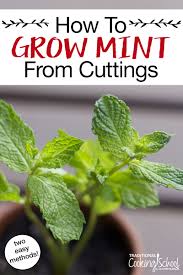 Satu ramuan menonjol karena aplikasi obat dan kulinernya, dan itu adalah mint. How To Easily Grow Mint From Cuttings