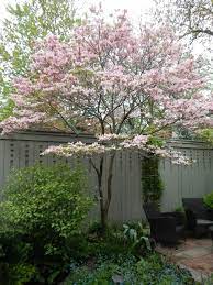 Trees For Small Gardens