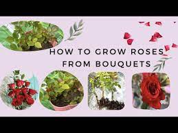 grow roses from cuttings propagate rose